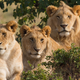 Illustration for article titled Lions and Cheetahs Are Dancers in Africas Carnivorous Ballet